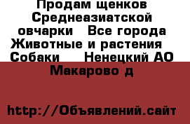 Продам щенков Среднеазиатской овчарки - Все города Животные и растения » Собаки   . Ненецкий АО,Макарово д.